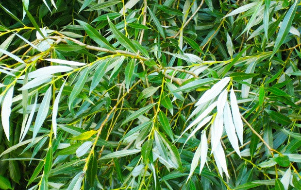 HERB - Willow Bark