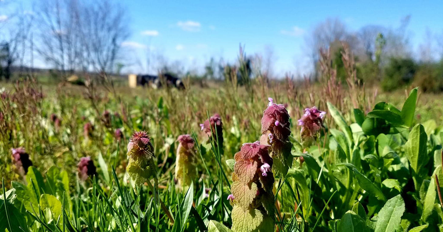 HERB - Purple Dead Nettle