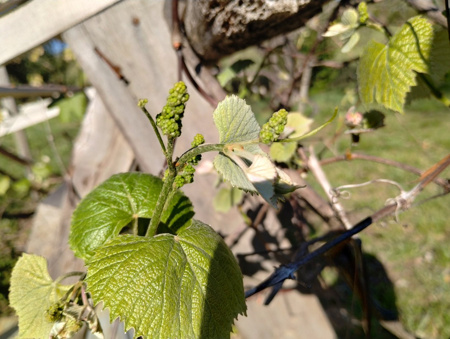 Heirloom Grape Vine starters