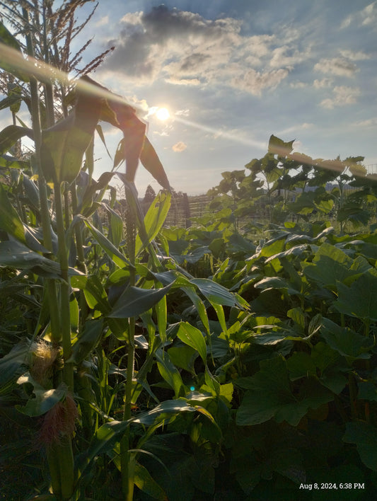 Chaos vs. Tilled vs. No-Till: Pick Your Garden Method