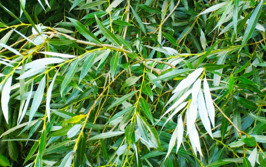 HERB - Willow Bark