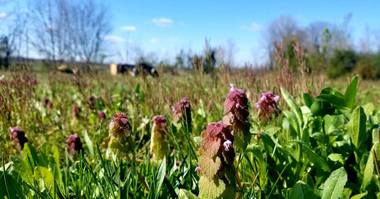 HERB - Purple Dead Nettle