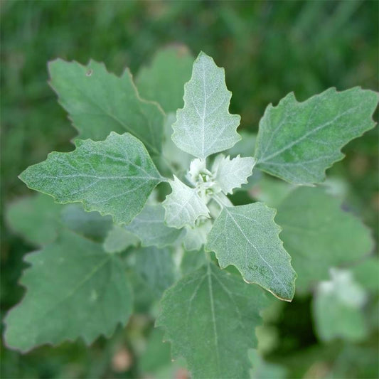 HERB - Lamb's Quarter