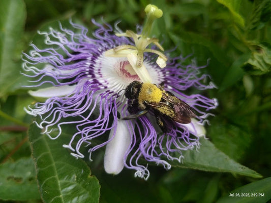 JULY  11TH 9AM-11AM The Old Ways: Foraging and Natural Healing