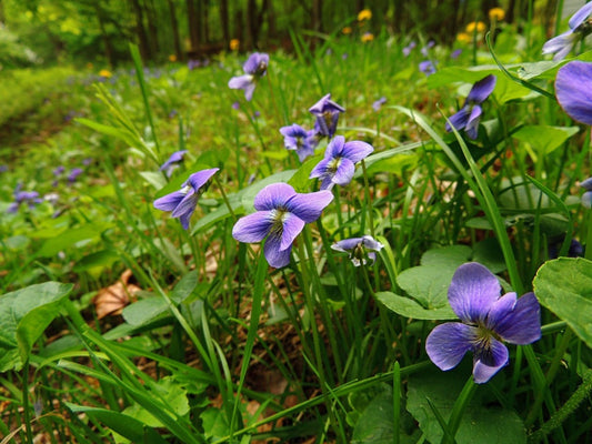 HERB - Violets