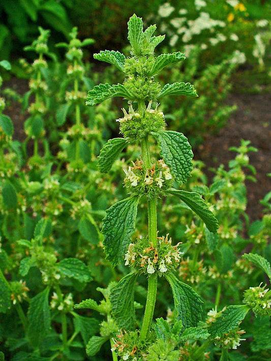 HERB - Horehound