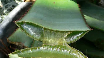 HERB - Dried Aloe