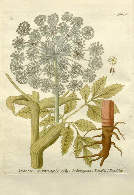 HERB - Angelica Root