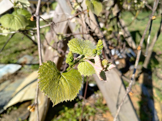 Heirloom Grape Vine starters