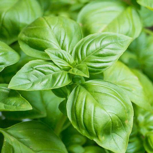 HERB - Basil